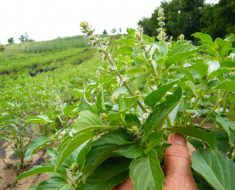 plante cu proprietati terapeutice