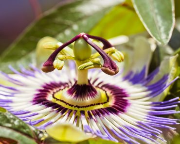 remedii naturale pentru tulburari emotionale