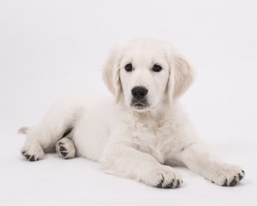 Picioarele umflate la câini