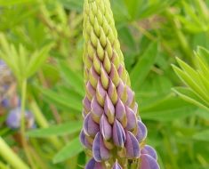 beneficii ceai patrunjel