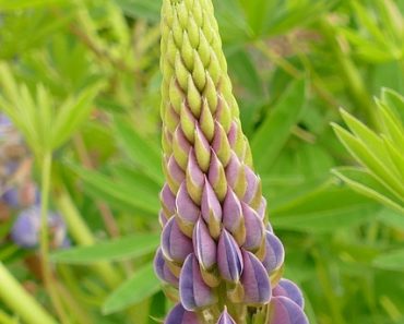 beneficii ceai patrunjel