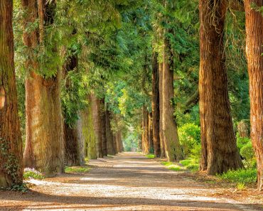 Grupa subarbuștilor