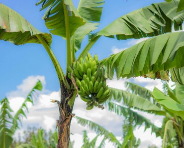 Tipuri de bananieri tropicali