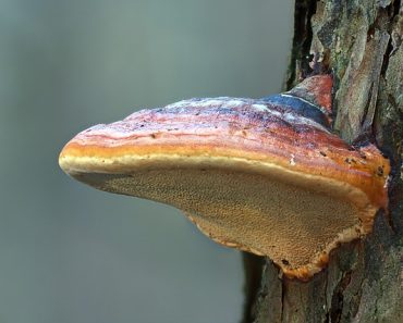 Ganoderma lucidum