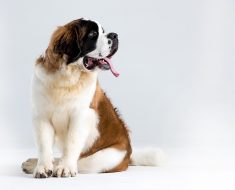 Saint Bernard