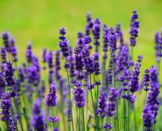 ulei esential lavanda