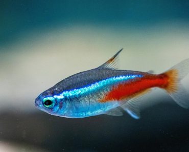 Neonul